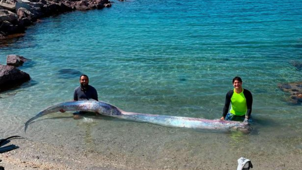 Oarfish In Spanish