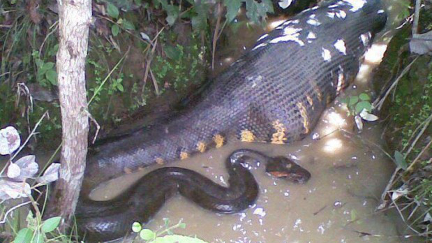 This Naturalist Was Swallowed Whole By An Anaconda And It Was All