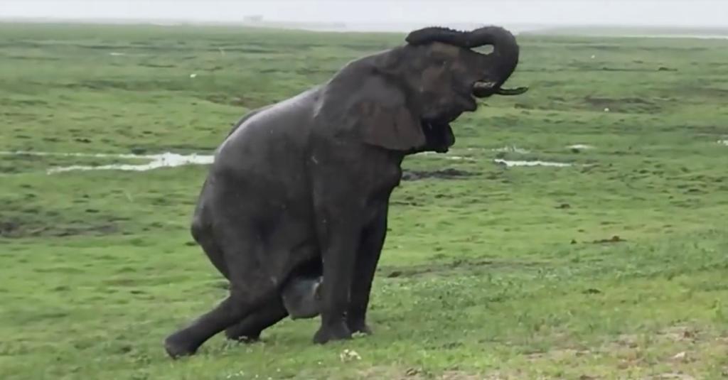 This Beautiful Footage Of An Elephant Giving Birth Has Stirred Up