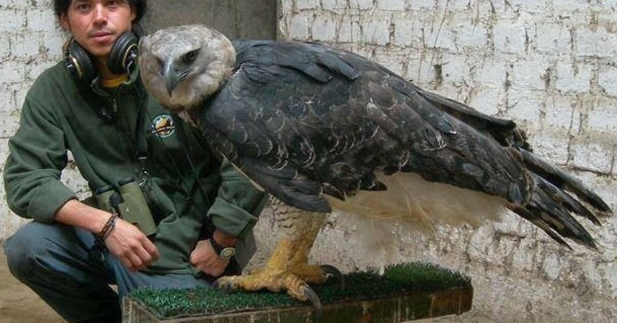 largest bird of prey eagle