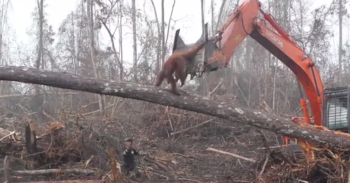 As Bulldozers Arrived To Destroy Its Habitat, This Orangutan Did