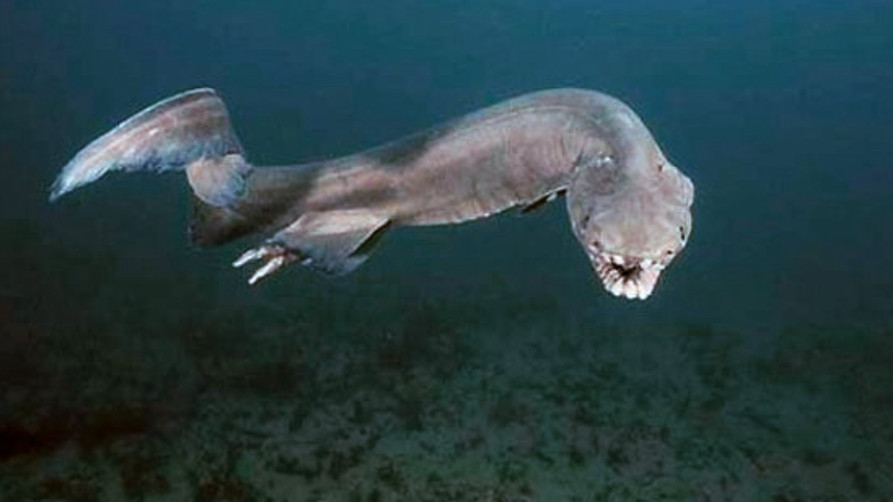 This PREHISTORIC Frilled Shark Has Been Captured Alive In Portugal