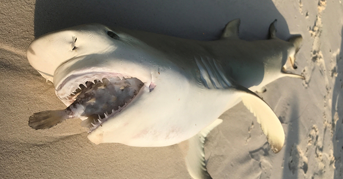 This Shark Washed Up On The Beach And Its Cause Of Death Left Everyone Gobsmacked