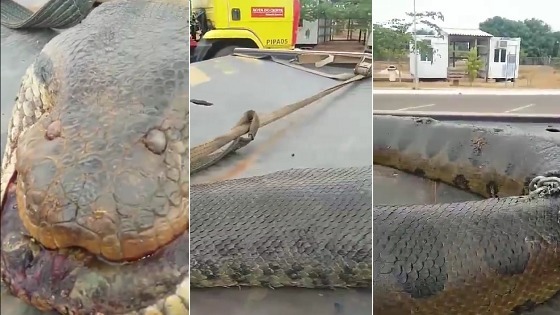 how big is the largest anaconda ever found