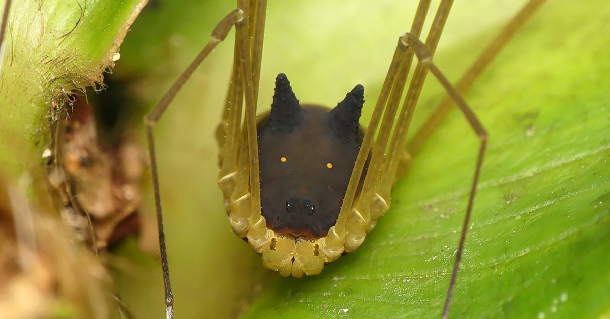 They Filmed This Spider In Ecuador... They Couldn't Believe It When