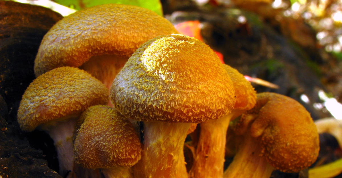 Humongous Fungus, The Giant Mushroom Resident Of Michigan Has To Be