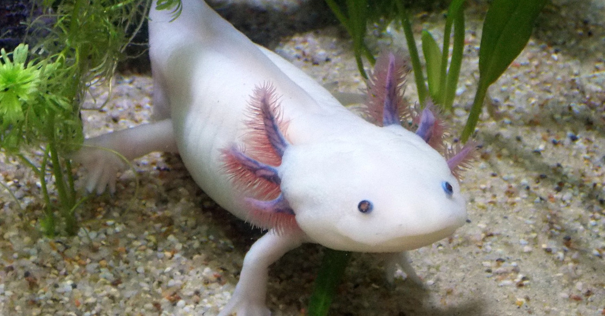 The Axolotl, An Incredible Creature With The Ability To Regenerate Its