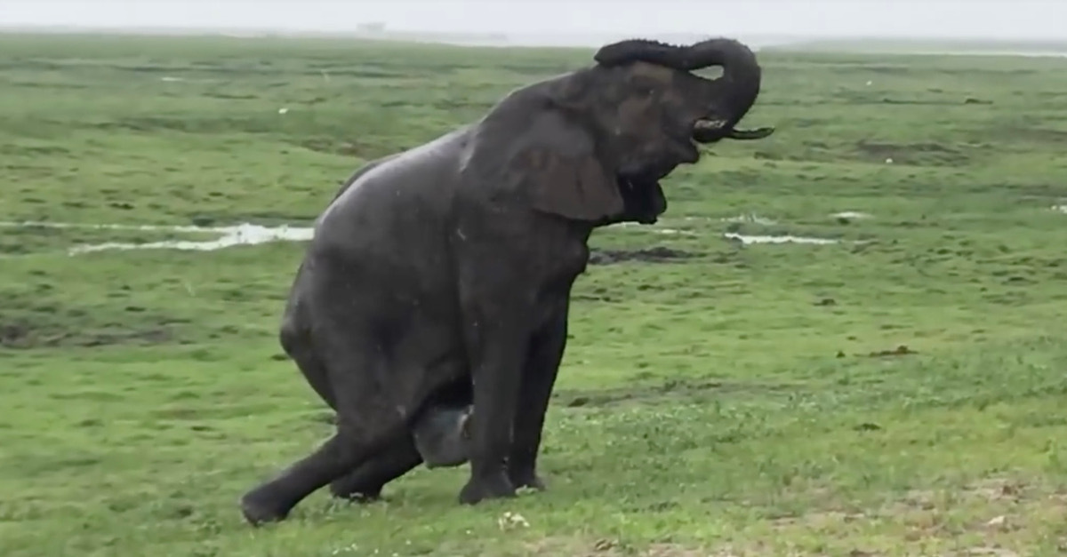 Tourist Films Touching Moment An Elephant Gives Birth Surrounded By Herd