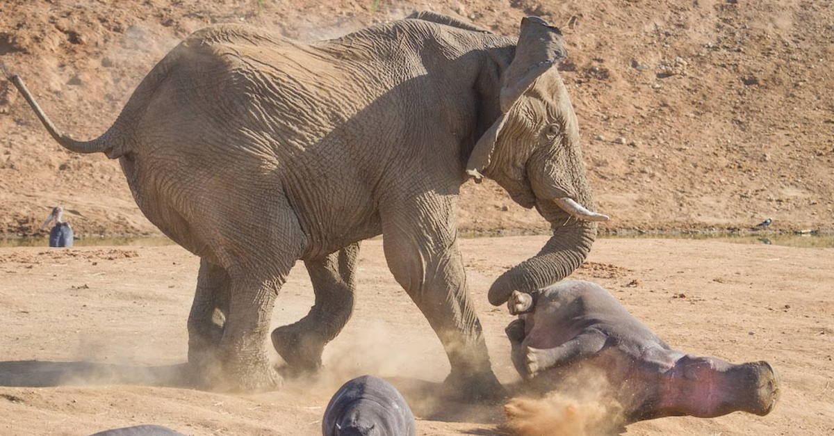 The Hippo Got Too Close To This Elephant... What Happened