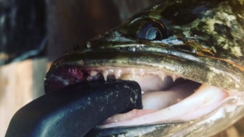 snakehead-invasion-these-dangerous-fish-can-survive-for-days-on-land