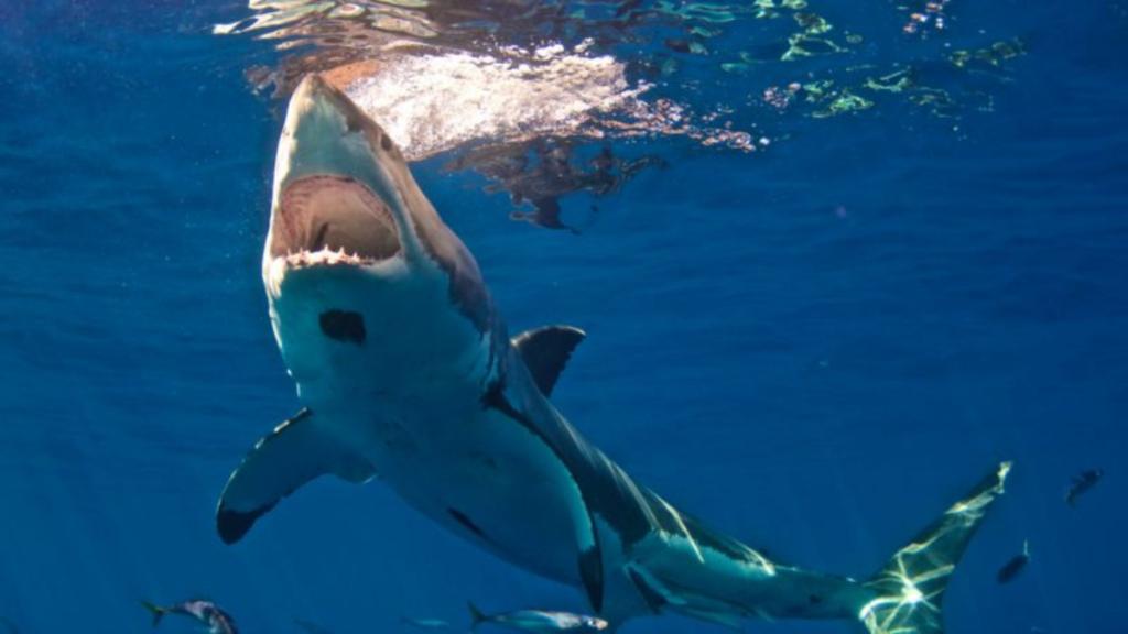 Incredible Footage Shows Sea Lion Attacking And Eating Sharks