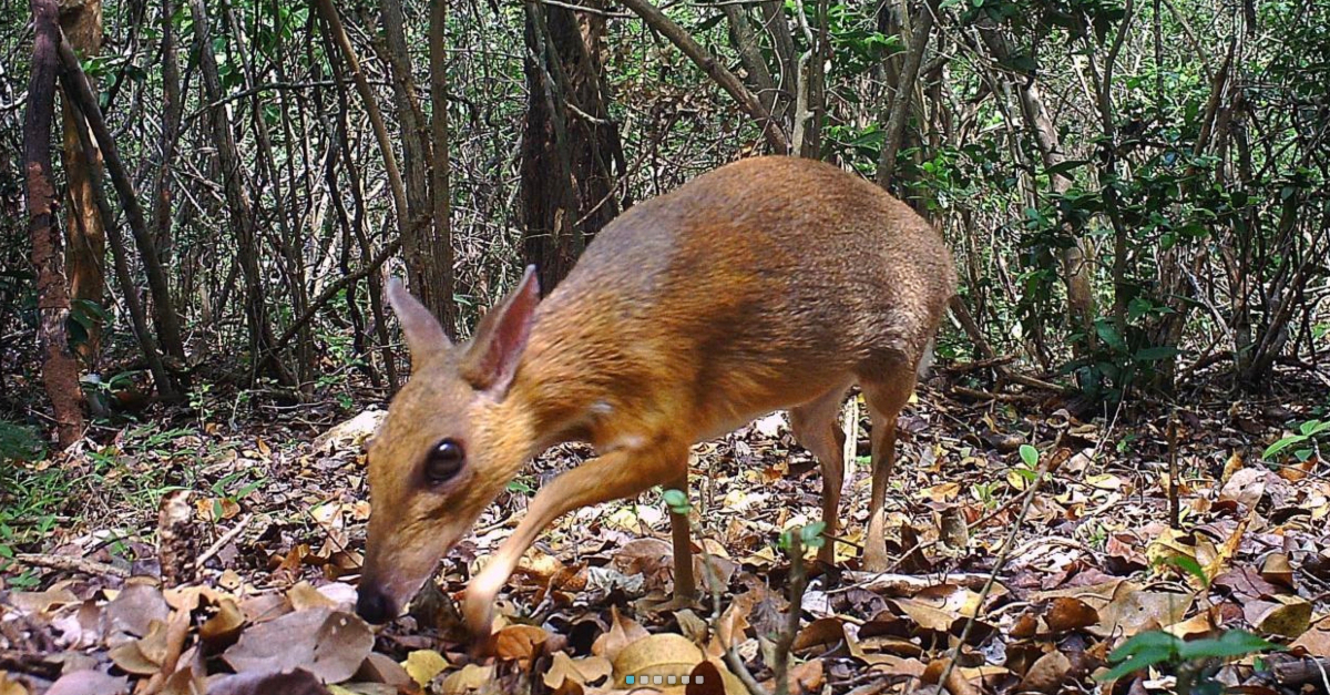 a-stunning-mouse-deer-photographed-in-vietnam-for-the-first-time-in