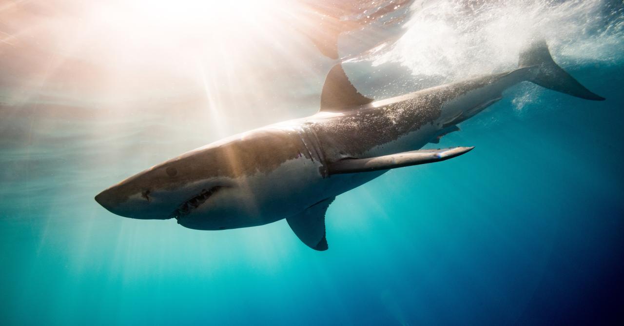 This Great White Shark Could Be the Biggest Ever Recorded
