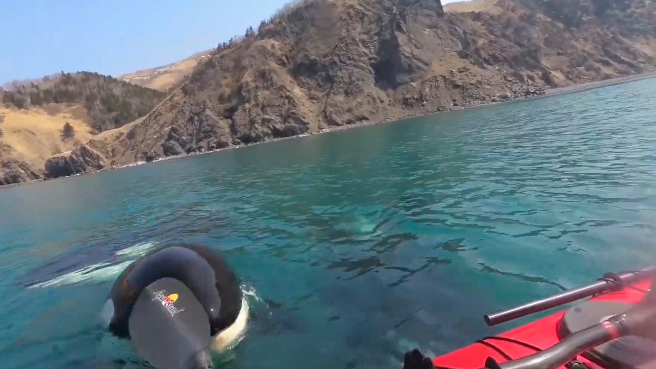 The terrifying moment kayakers were approached by three killer whales