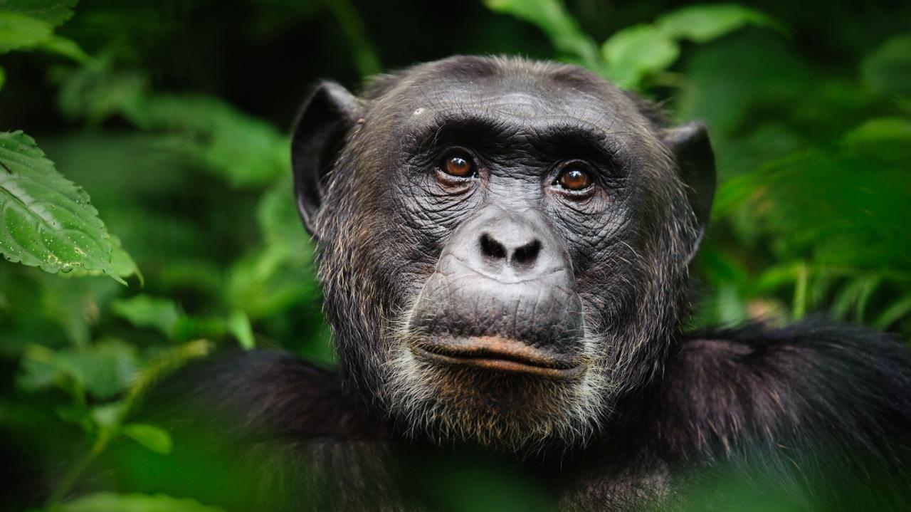 chimpanzee face eat