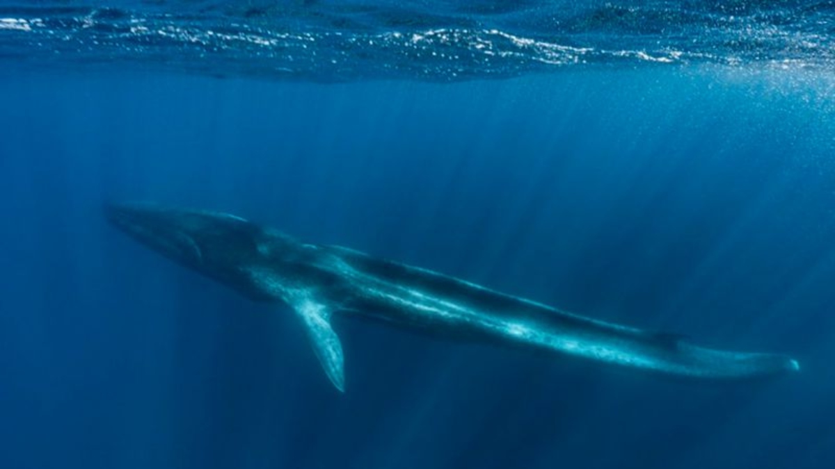 Poignant footage of Fluker, a tailless whale dying in the Mediterranean ...