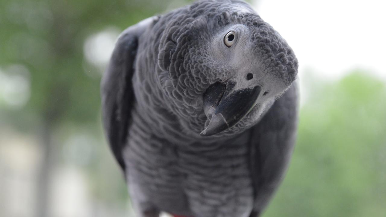 Parrots Swearing at Passersby Removed from UK Wildlife Park