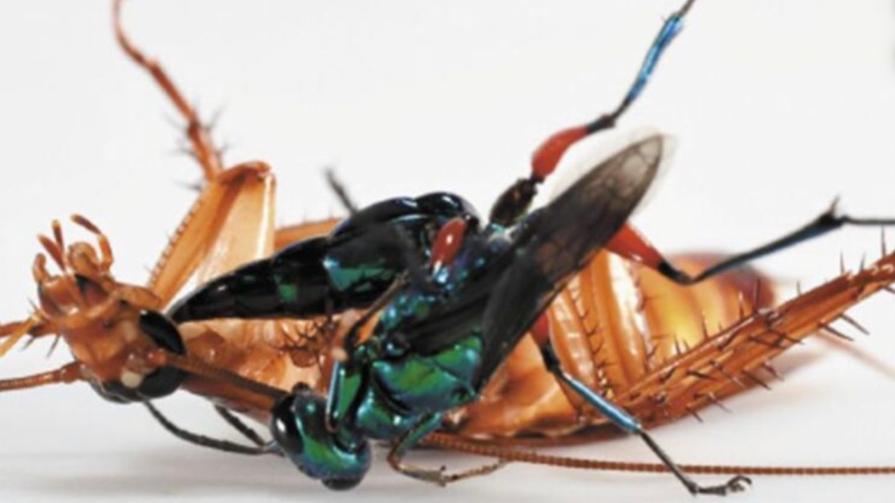 This Cockroach Had An Incredible Battle With A Wasp That Turns Its Victims Into Zombies