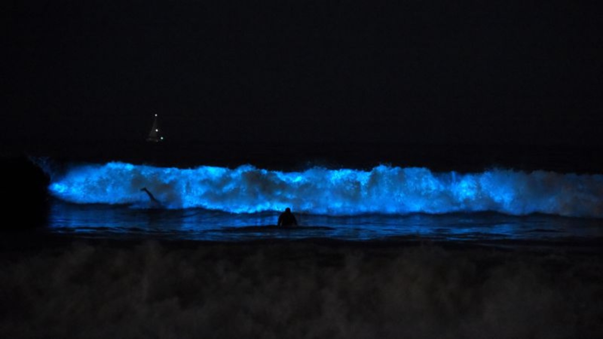 Mysterious Bioluminescent Waves Light Up Southern California Beaches