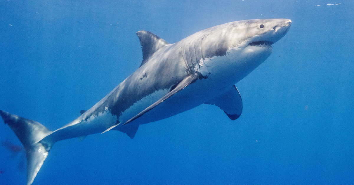 This Great White Shark Might Be The Biggest Ever Recorded