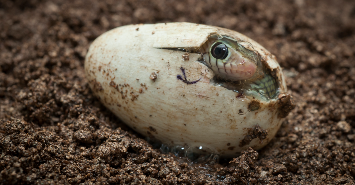 When His Snake Eggs Finally Hatched, He Realised There Was ...