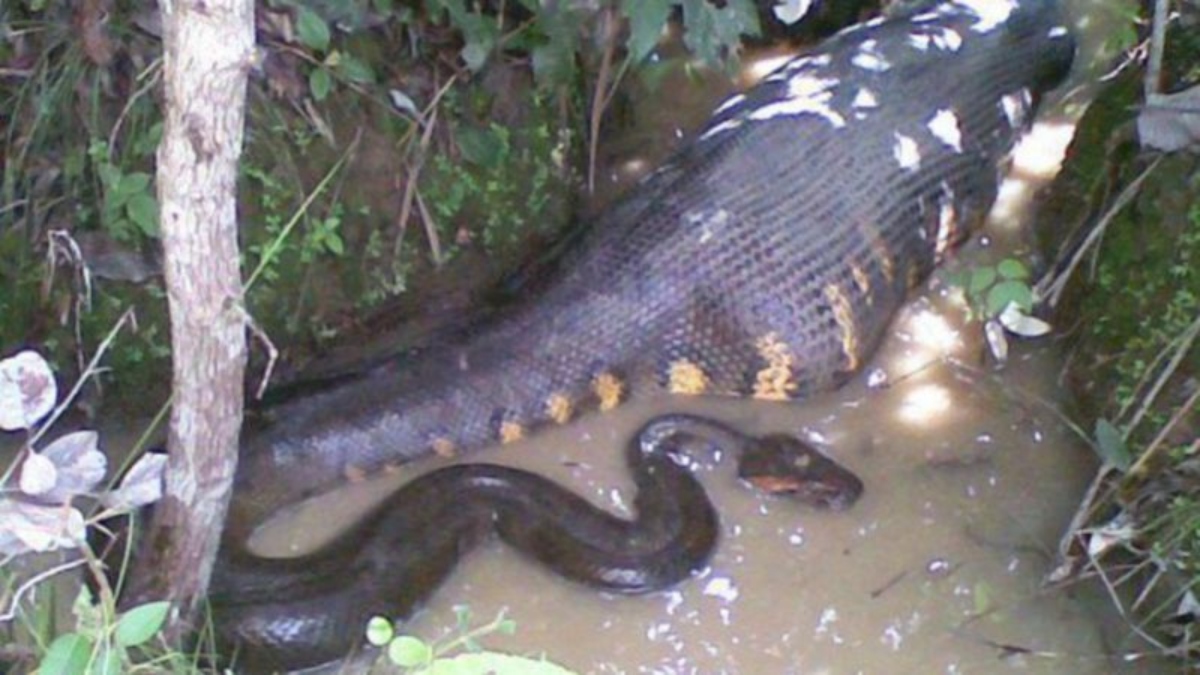 Impressive Images of an Anaconda Swallowing Its Prey (Video)