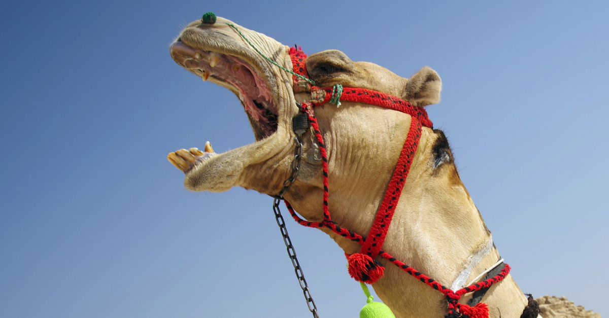 One American Woman Bit A Camels Testicles In Self Defence