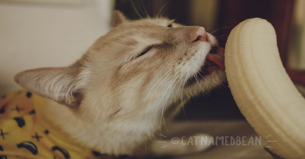 Bean The Cat Has An Obsession With Bananas And The Internet Is Loving It