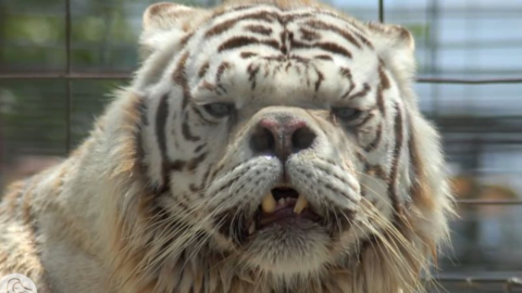 Remember Kenny The White Tiger That Defied All Odds